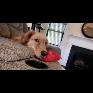 Meet your Posher, Layni